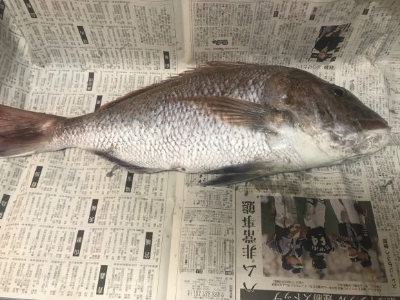 【朗報】魚のウロコ取りに革命が起きる｜ガマカツウロコ取り