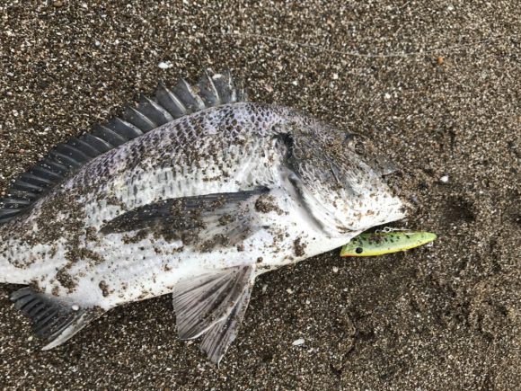 クロダイトップ炸裂も緊急事態発生の佐渡ヶ島釣行2日目午後~最終日