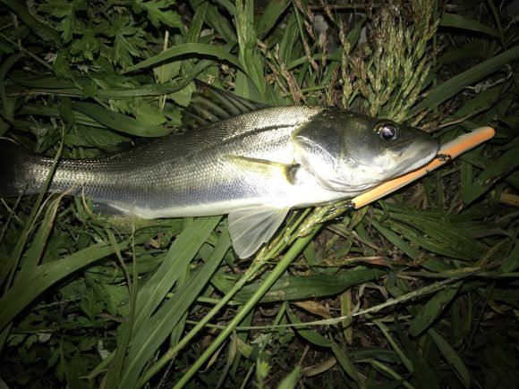 十五夜の荒川 NEWルアー「エリア10FIX」で連続キャッチ