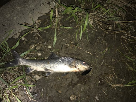 台風通過後の大爆発を夢見てゴイニー1発