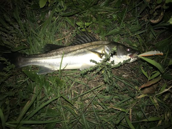 川からシーバスがいなくなる水温と観測所のデータ