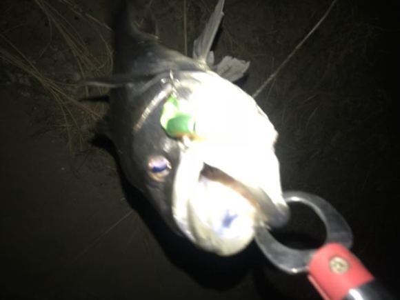 2018年荒川初シーバスは「プロックス水面直下」でゲットしました