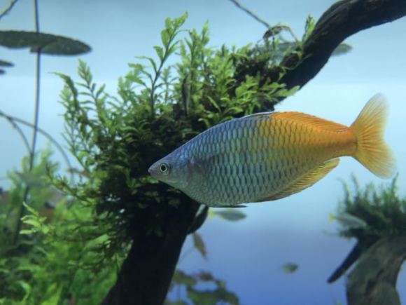 すみだ水族館の巨大ネイチャーアクアリウム水槽を鑑賞してきました