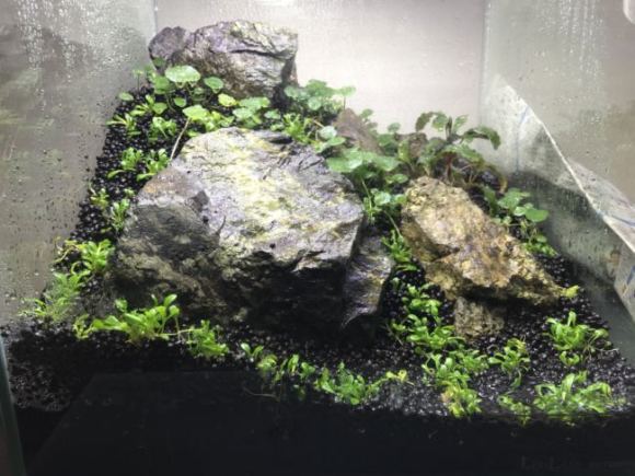 20年ぶりにアクアリウムをやろうと動いてます