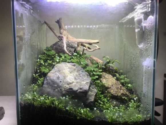 アクアリウムを再開するにあたって揃えたアイテムと費用を紹介する