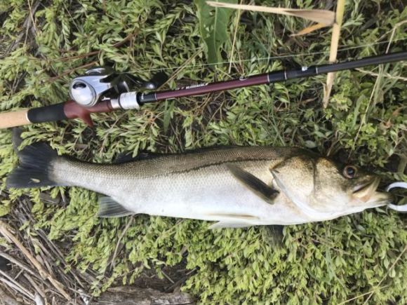 平日の荒川朝マズメでシーバスが2尾釣れました