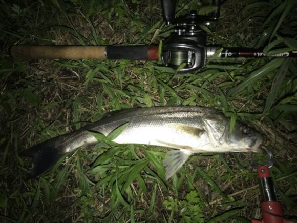 【シーバス】秋の荒川中流シャッドのデジ巻きでゲットの巻