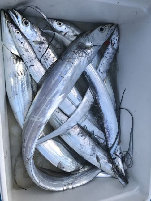 深川吉野屋でタチウオジギングに初挑戦してみた