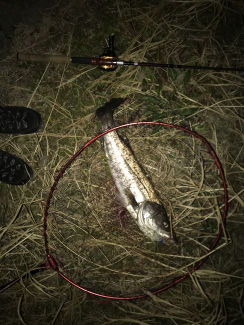 【2019年新製品スライ110F】ダイワ大野ゆうきのバチ抜けルアーサイズアップ版【普通に釣れた】