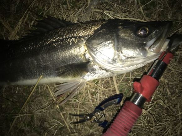 バチとかマゴチとか