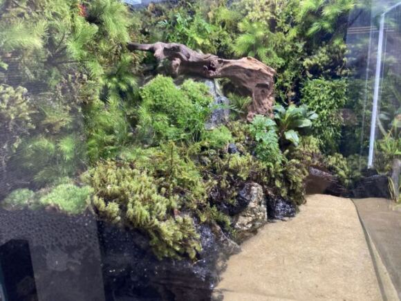 最近はアクアリウム熱が再燃してます