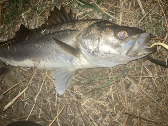 2021初フィッシュ、バチ抜け、新規ポイントでうれしみ