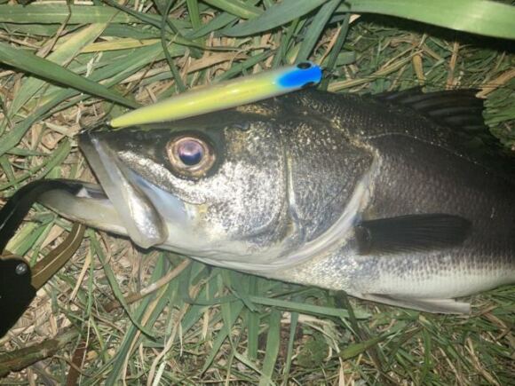 バチ湧いたー！いちおう釣れたけど魚影は薄い？