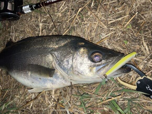 【2021バチシーバス釣果】新月の潮回りでも釣れた