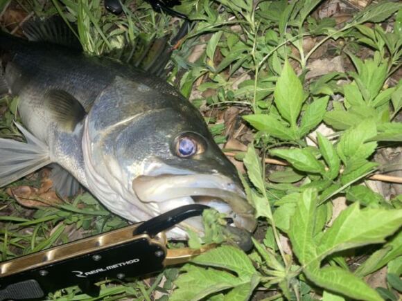 2022年バチシーバスで初キャッチ