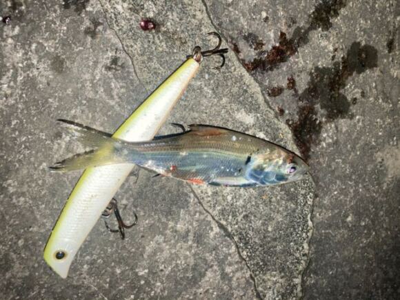 これってサッパだよね?秋の荒川中流域今年はベイト多い気がする