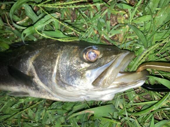 台風後の荒川プチ秋爆きた!ウェイクベイトで水面爆発!