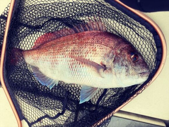東京湾タイラバの新しい釣り方。これってどうなん?
