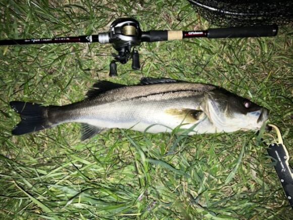 24年2月後半の記録【バチパターン】