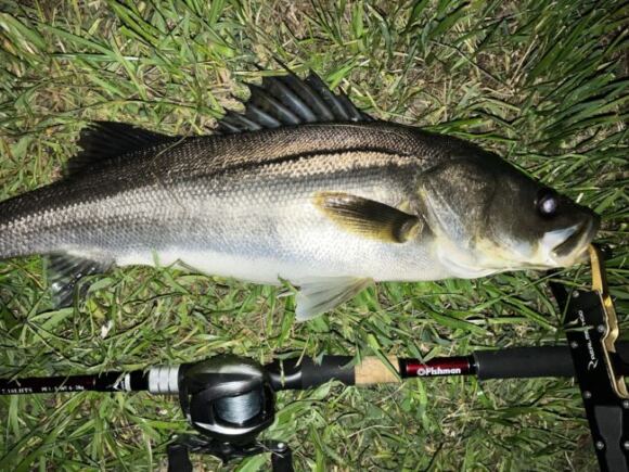 24年3月後半の記録【バチパターン最終便?】