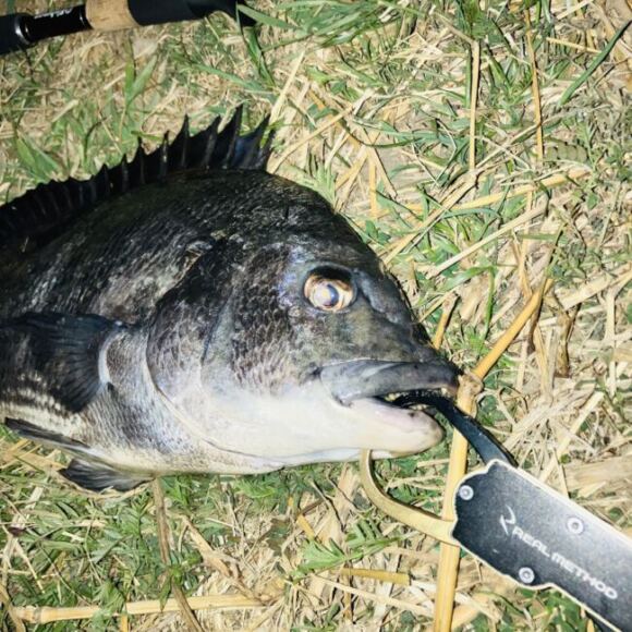 2025春の釣果まとめ。埼玉にもクロダイの波